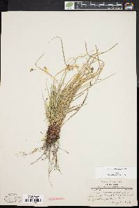 Carex nigromarginata image