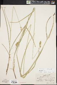 Carex normalis image