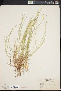 Carex novae-angliae image