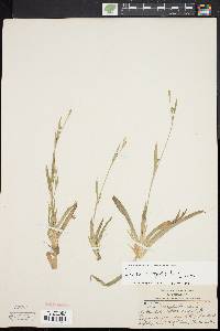 Carex platyphylla image