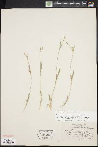 Carex platyphylla image