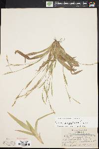 Carex platyphylla image