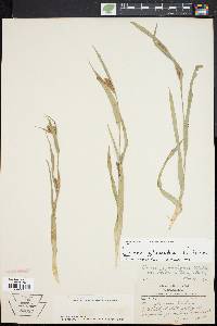 Carex glaucodea image