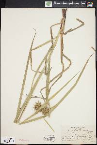 Carex grayi image