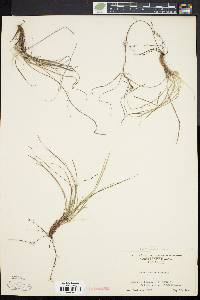 Image of Carex abdita