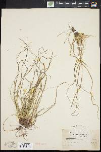 Carex umbellata image