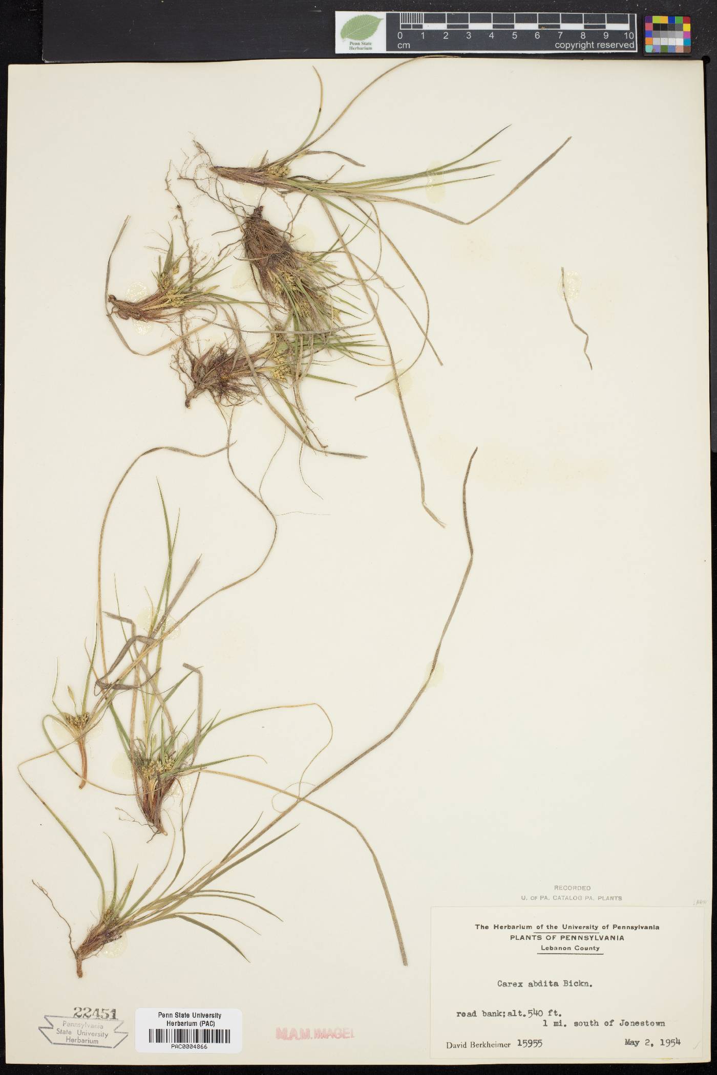 Carex abdita image