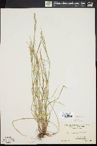 Carex aestivalis image