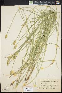 Carex albolutescens image