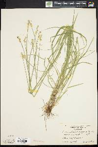 Carex albolutescens image