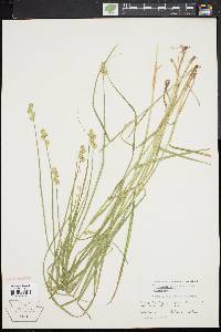 Carex albolutescens image