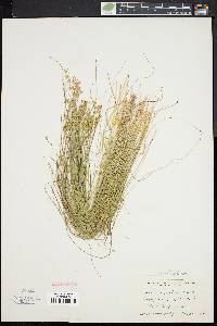 Carex angustior image