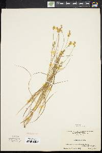 Carex angustior image
