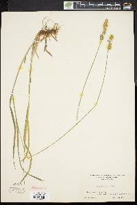 Carex aggregata image