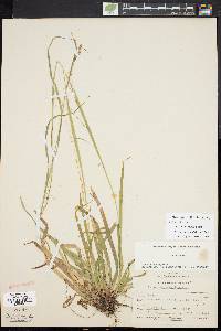 Carex arctata image