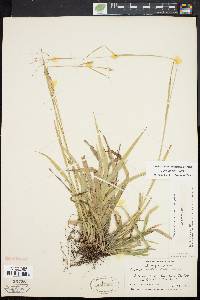 Carex arctata image