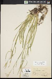 Carex arctata image