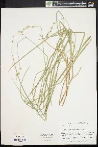 Carex argyrantha image