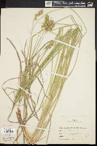 Carex argyrantha image