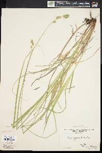 Carex argyrantha image