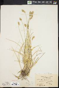 Carex argyrantha image