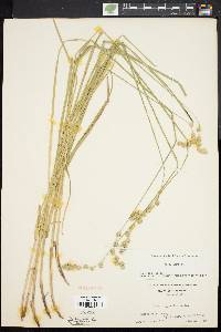 Carex argyrantha image