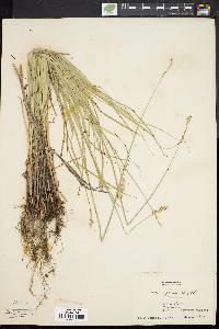 Carex argyrantha image