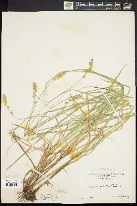 Carex argyrantha image