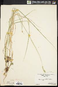 Carex argyrantha image