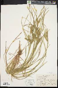 Carex baileyi image