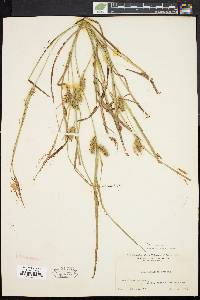 Carex baileyi image