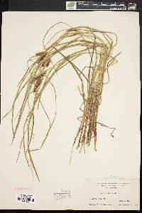 Carex baileyi image