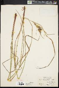 Carex baileyi image