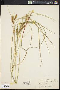 Carex baileyi image