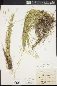 Carex bromoides image