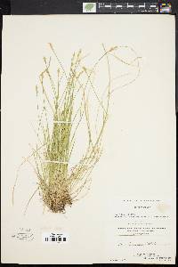 Carex bromoides image