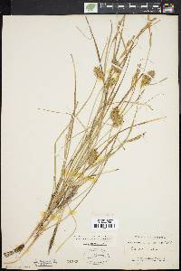 Carex bullata image