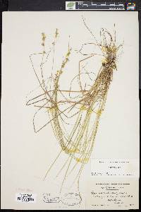 Carex cephalantha image