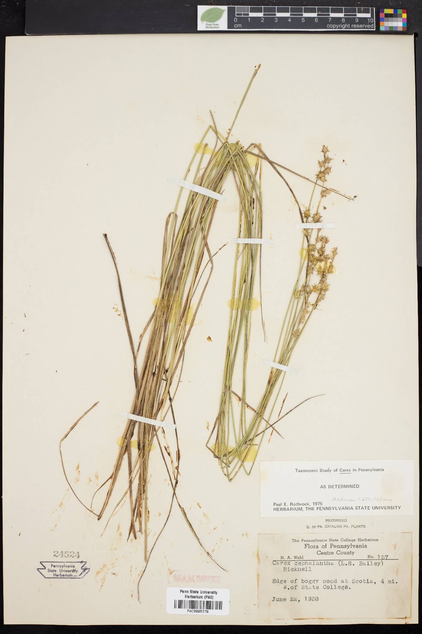 Carex cephalantha image