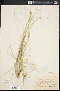 Carex convoluta image