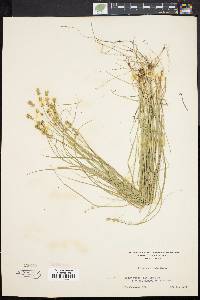 Carex convoluta image