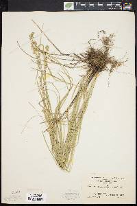 Carex convoluta image