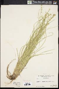 Carex convoluta image