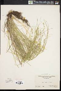 Carex convoluta image