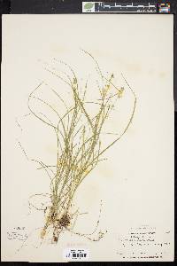 Carex convoluta image