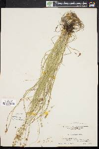 Carex convoluta image