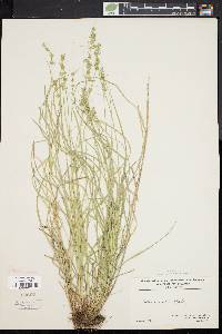 Carex convoluta image