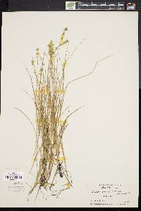 Carex convoluta image