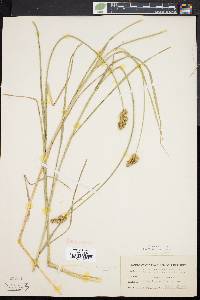 Carex cristatella image