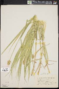 Carex cristatella image